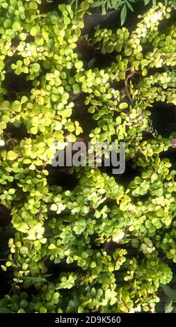 Crassula ovate chiamato anche come pianta di giada o pianta fortunata o albero di soldi Foto Stock