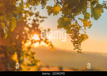 Mazzo di uve su un vigneto durante il tramonto. Uve gialle in un vigneto all'alba, con il sole sullo sfondo Foto Stock