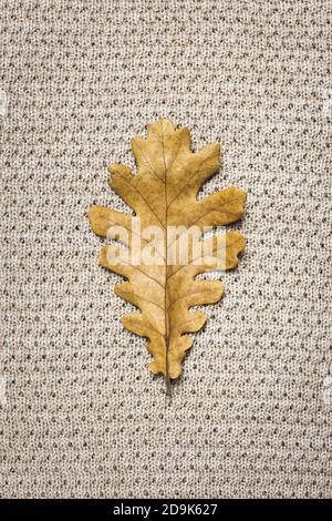 Foglia di autunno asciugata su coperta calda, vista dall'alto. Background del concetto di autunno. Buon modello per il design. Foto Stock