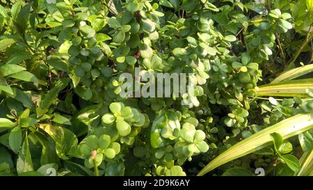 Crassula ovate chiamato anche come pianta di giada o pianta fortunata o albero di soldi Foto Stock