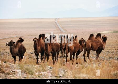 Cammello Bactriano nelle steppe della Mongolia. Il trasporto del nomade. Una mandria di animali sul pascolo. Foto Stock
