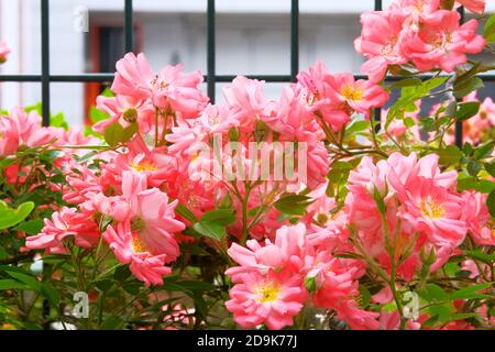 Coral Climbing Roses (Rosa) in un giardino cottage di campagna. Valle di rose aromatiche. Primo piano. Foto Stock