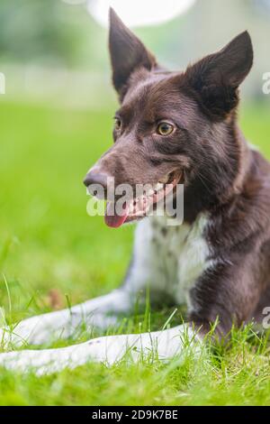 Felice marrone e bianco Border Collie cane con linguetta sporgente sdraiato in erba verde con fiori di colore giallo. Giorno di estate in un prato. Foto Stock
