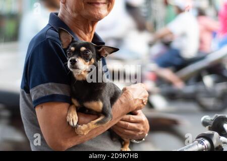 Uomo anziano non identificabile che tiene il nero carino e marrone Chihuahua sul suo braccio. Mettere a fuoco sulla faccia del cane. Foto Stock