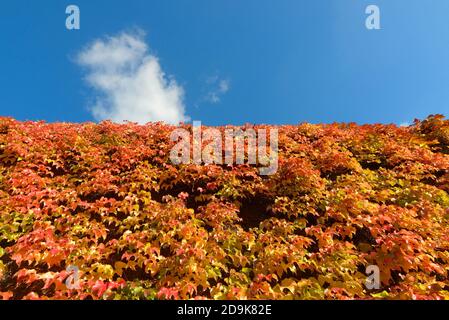 Londra, Inghilterra, Regno Unito. Virginia Creeper (Parthenocissus quinquefolia) sul muro in Horse Guards Parade, Westminster, autunno, novembre 2020 Foto Stock