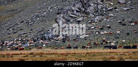 Mandria di yaks. Carlike in Mongolia. Una mandria di animali sul pascolo. Foto Stock