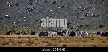 Mandria di yaks. Carlike in Mongolia. Una mandria di animali sul pascolo. Foto Stock