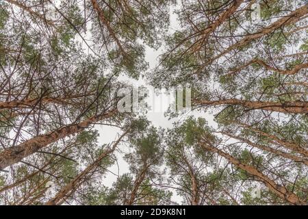 Guarda le cime degli alberi. Sfondo della vista inferiore. Cime degli alberi che incorniciano il cielo. Le cime dei pini da angolo basso. Bosco di conifere. Spilla alta Foto Stock