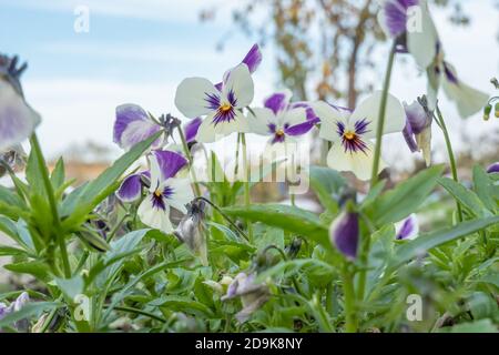 Fresco paesaggio primaverile. Pansies nel giardino d'autunno. I fiori svaniscono. Fiori di Pansy. Chiudiup di Viola tricolore. Letto di fiori con fiori. Johnny Salto Foto Stock