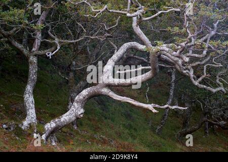 Alberi di quercia, Quercus petraea, Penisola di Rhu, Arisaig, Lochaber, Highland, Scozia. Foto Stock