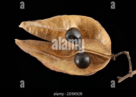 Koelreuteria paniculata, albero del Goldenrain, Blasenesche, primo piano, frutta con semi, semi di baccello Foto Stock
