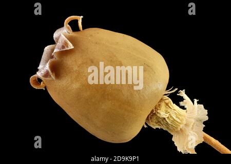 Silene vulgaris, Bladder campion, Klatschnelke, primo piano, frutta Foto Stock