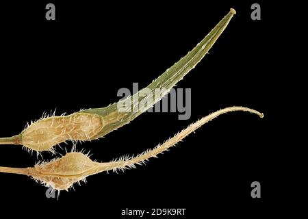 Sinapis alba, senape bianca, senf Weisser, frutta Foto Stock