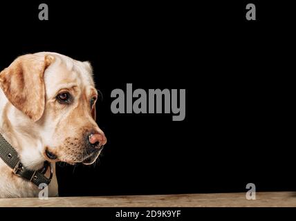 Ritratto di Golden Retriever. Studio di un adorabile Golden Retriever su sfondo nero. Foto Stock