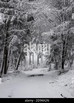 Percorso forestale attraverso gli alberi di abete rosso in inverno Foto Stock