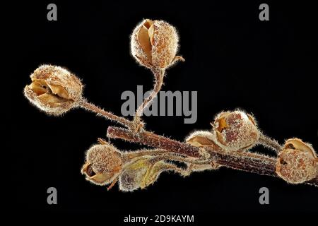 Verbascum nigrum, Mullein Nero, Schwarze Königskerze, primo piano, frutta Foto Stock