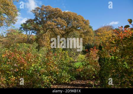 Woodland scena in un caldo giorno d'autunno Foto Stock
