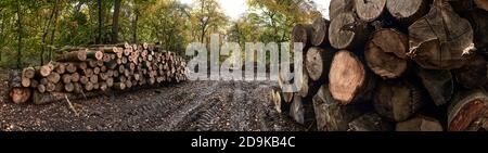 Fotografia panoramica di pile di tronchi in foresta durante il progetto di conservazione Foto Stock