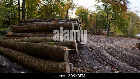 Fotografia panoramica di pile di tronchi in foresta durante il progetto di conservazione Foto Stock