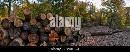 Fotografia panoramica di pile di tronchi in foresta durante il progetto di conservazione Foto Stock