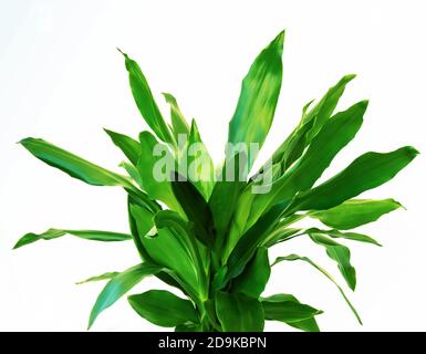 Dracaena Fragrans foglie verdi da vicino isolate su sfondo bianco Foto Stock