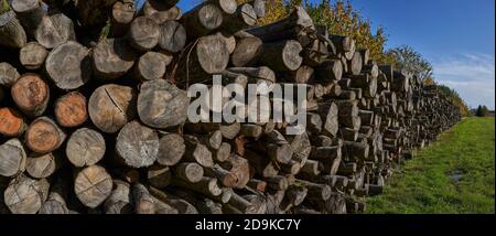 Fotografia panoramica di pile di tronchi in foresta durante il progetto di conservazione Foto Stock