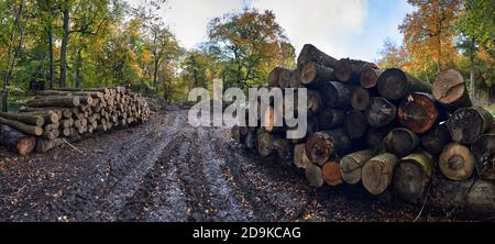 Fotografia panoramica di pile di tronchi in foresta durante il progetto di conservazione Foto Stock