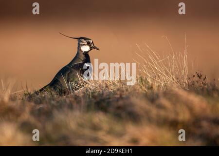 Un Vanellus Lapwing in profilo in prateria tufted illuminato dal sole di primavera tardi nella regione di Cairngorm in Scozia Regno Unito. Foto Stock