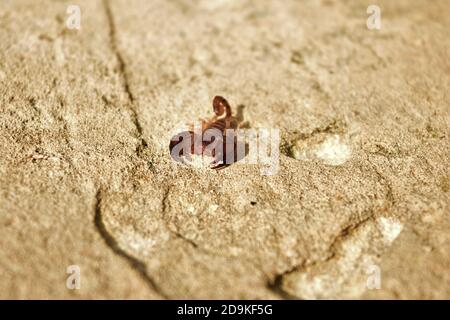 Scorpione comune di legno piccolo, Euscorpius sicanus, caccia su un muro nelle isole maltesi, Malta Foto Stock