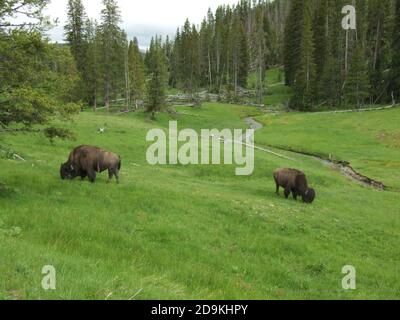 Due pascoli americani di bisonte nel parco nazionale di Yellowstone nel Wyoming, Stati Uniti. Foto Stock