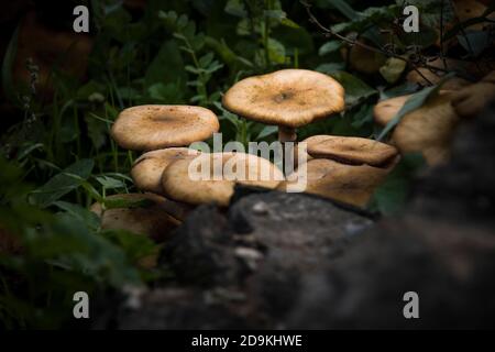 Bella serie di funghi selvatici sul terreno forestale con una luce meravigliosa che migliora la composizione Foto Stock