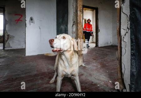 Addestramento del cane di salvataggio, in case vuote i cani di rilevamento pratica la ricerca di feriti, Herne, Nord Reno-Westfalia, Germania Foto Stock