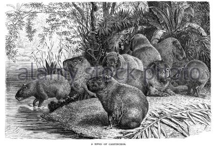 Mandria di Carpinchos (Capybara), illustrazione d'annata del 1894 Foto Stock