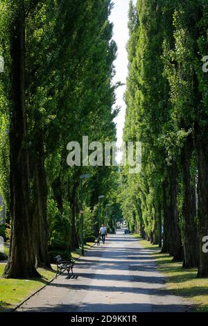 Essen, Renania Settentrionale-Vestfalia, Ruhr Area, Germania, Green Tree Alley, Ottostrasse direttamente al Volksgarten Kray, in occasione della capitale verde d'Europa di Essen 2017. Foto Stock