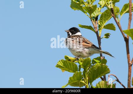 Un mordicchio di canna maschile adulto (Emberiza schoeniclus) appollaiato in un albero a RSPB Saltholme vicino Stockton-on-Tees, Middlesbrough, North Yorkshire. Maggio. Foto Stock