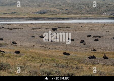 Una piccola mandria di bisonti americani che riposa nella Lamar Valley nel Parco Nazionale di Yellowstone nel Wyoming, Stati Uniti. Foto Stock