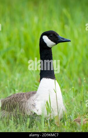 Un'oca canadese adulto (Branta canadensis) seduta in erba corta con la testa tenuta in alto a guardare Oltre i suoi gaffings alla Riserva Naturale di Crossness nel Lon Foto Stock