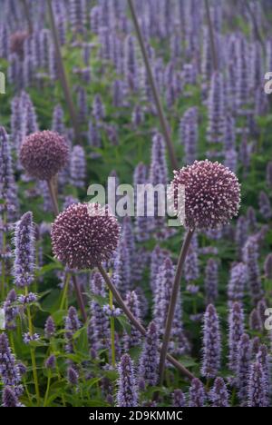 Hyssop anice - hysssop gigante blu e Allium nei giardini dell'American Museum, Cloverton Manor Bath England UK Foto Stock