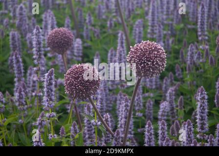 Hyssop anice - hysssop gigante blu e Allium nei giardini dell'American Museum, Cloverton Manor Bath England UK Foto Stock