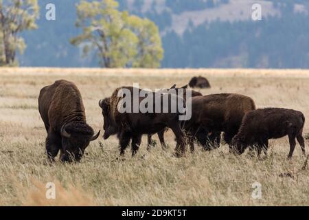 Una mandria di Plains Bison o di bufali al pascolo nel Grand Teton Natonal Park nel Wyoming, Stati Uniti. Foto Stock