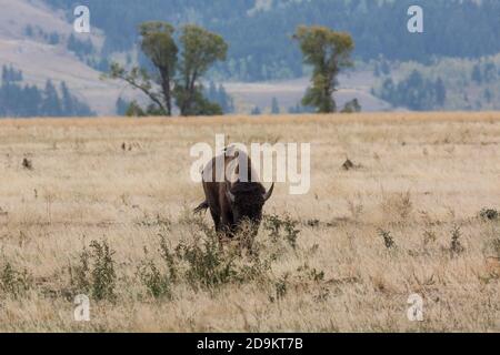 Una Starling comune si trova sul retro di una mucca di bisonti nel Grand Teton Natonal Park nel Wyoming, Stati Uniti. Foto Stock