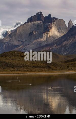 Cigni dal collo nero e fenicotteri cileni in un piccolo lago nel Parco Nazionale Torres del Paine in Cile. Sullo sfondo si trovano i Cuernos del Paine. Foto Stock
