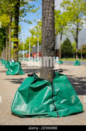 I sacchetti d'acqua irrigano gli alberi nello spazio urbano durante la siccità, Essen, Ruhr, Renania Settentrionale-Vestfalia, Germania Foto Stock