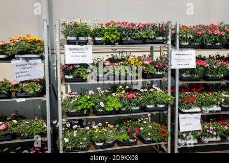 Biancheria da letto e fiori da balcone in contenitori in rotoli, piante in vaso in vendita, vivaio, Kempen, basso Reno, Nord Reno-Westfalia, Germania Foto Stock