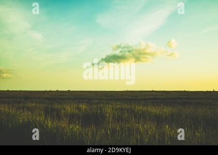 Erbe e prati sulla diga al tramonto, San Pietro Ording, Mare del Nord, Mare di Wadden Foto Stock