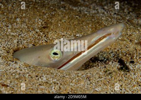 Anguilla di serpente mediterranea, Serpen di Ophisurus, Tamariu, Costa Brava, Spagna, Mediterraneo Foto Stock