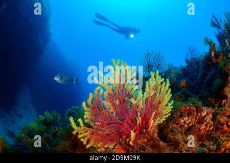 Gorgonian cambiacolore, Paramuricea clavata, e subacqueo, Tamariu, Costa Brava, Spagna, Mediterraneo Foto Stock