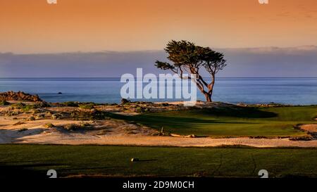 Un solo Monterey Cypress in un campo da golf a 17 miglia di auto, California, Stati Uniti Foto Stock