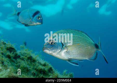 Due orate, orate, orate, Diplodus annullaris e orate a due bande, Diplodus vulgaris, Tamariu, Costa Brava, Spagna, Mediterraneo Foto Stock