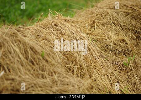 vista ravvicinata di haystack in un campo verde Foto Stock